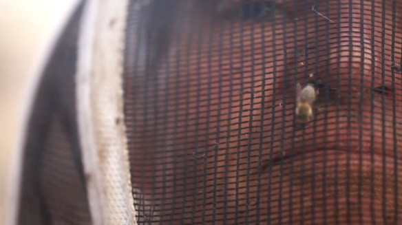 Mike_Kepka_beekeeping